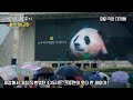 My Dearest FuBao | Main Trailer #panda #fubao