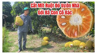 Cắt Mít Ruột Đỏ vườn nhà gần chín giao cho bà con cô bác