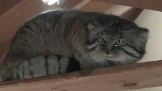 ロータスくん昼寝から目覚め、いざマヌルロックへ　 manul (Pallas cat） Манул