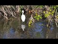 4k60p 魚を捕らえたコサギ／Ｋ川