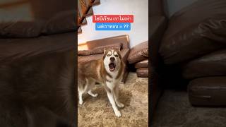 ไซจอมโวยวาย #siberian #siberianhusky #ไซบีเรียน #ไซบีเรียนฮัสกี้ #dog #doglover #ilovemydog