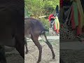 funniest donkey ever donkey training the fun way 481