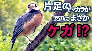 片足のヤマガラが窓辺に〜まさか怪我 ‼︎