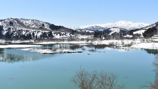 雪の白川湖水没林 水没林が出来上がるまで 2021年3月 4K