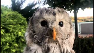 Mesmerising Owl Moments / BBC Earth