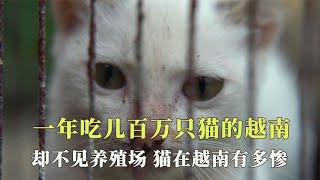 一年吃几百万只猫的越南，却不见一家养殖场，猫在越南有多惨？【西风探瘦马】