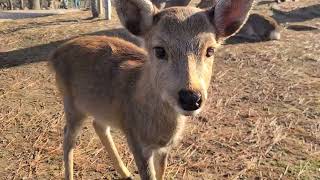 Baby鹿ちゃんに外国人観光客うっとり