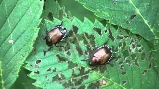 Japanese Beetles (Scarabaeidae: Popillia japonica) Showing Elm Leaf Damage