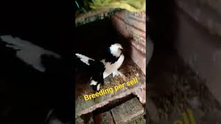 Indian fentel breeding per sell bharatpur Rajasthan  no 8239665020