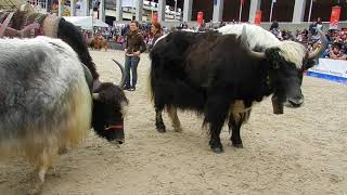 遠く離れた国の動物　ヤクの紹介2　Animal from far away countries Yaks 2013 1020