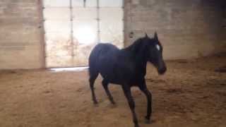 D A Go Cherry Go.               2012 Black Appaloosa Filly