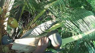 Coconut Toddy Tapping