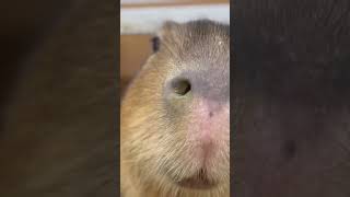 カピバラ「慈愛の心があるなら、有料おやつ買ってくださいな」 #capybara