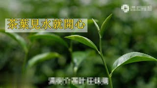 客家山歌：《茶葉見水就開心》，帶領大家走進茶山風景，品中國好茶