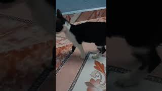 ஏய்🐱 வலிக்குது 💖💖💖 டா டேய்😸#funnycat #comedy #cat #viralshorts #cutecats