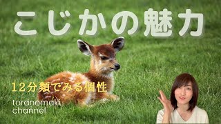 愛されキャラのこじかはこんな人♡GACKTや安室ちゃんもこのキャラ《基本の12分類》個性心理學／動物キャラナビ