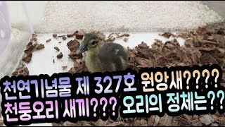 우리꾸꾸가(오리) 원앙새였다니... 천연기념물 제 327호... 신고하겠습니당