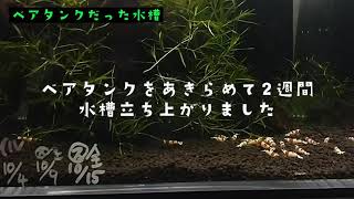 #6 佐世保でレッドビーシュリンプを飼育して･･･【水質チェックは眼力優先】