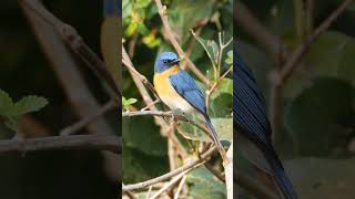 Tickell's Blue-flycatcher #shorts