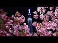 【8k】東京スカイツリーと河津桜