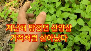 다 죽었던 산양삼 1년후에 기적이 일어났다