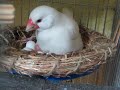 白文鳥ピッチ　初めての育雛