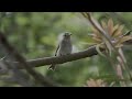 コサメビタキぐぜり（音声なし）20230506米子水鳥公園p5069472