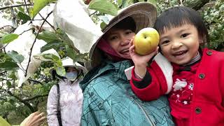 GDTN45-VÀO VƯỜN TÁO Ở NÚI FUSHOUSHAN福壽山蘋果園FUSHOUSHAN APPLE GARDEN