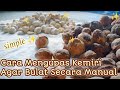 Cara Mengupas Kemiri Agar Tidak Pecah | Kemiri Bulat |  Bumbu | Kesehatan | Kecantikan #buahkemiri