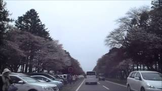 2013しずない桜まつり