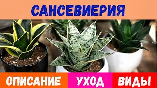 Сансевиерия: описание, уход, виды, пересадка и размножение