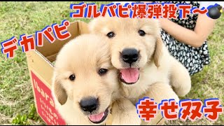 【ゴルパピ爆弾投下】大きなゴルパピ！あーぺーのパピー時よりだいぶ大きい！やっぱりゴルパピは最高！