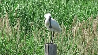 絶滅危惧種のクロツラヘラサギ