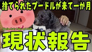 現状報告！捨てられたプードル9ちゃんが来て約一か月 Poodle and Husky