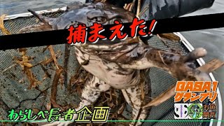 【ガサガサ】山奥の川にいたのは巨大外来生物と在来種の可愛い魚達だった！