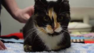 Hemi's Story - 1001 Donations Telethon