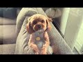 Happy Saturday from Sophie!! | Cavapoo | Dog video