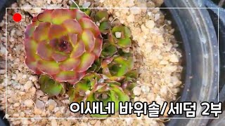 이새네 바위솔/세덤 2부