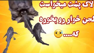 لاکپشتی که لجن خوار میخوره