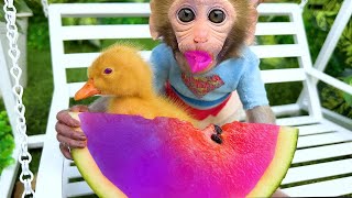 Monkey Baby Bim Bim harvest fruit in the farm and eat with puppy and duckling at the pool