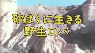 楽しいどうぶつ百科-7 東京シネマ新社制作