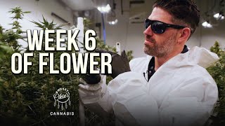 Week 6 of the Cannabis Flowering Period | Week-by-Week Guide with Smokey Okies