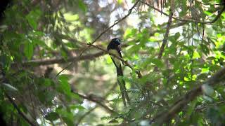 サンコウチョウのさえずり in 香下ダム（大分県宇佐市）