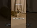 고양이 식빵자세 따라하는 강아지 shorts