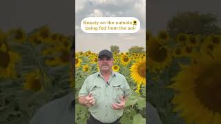 🌻 Improve soil health with sunflowers 🌻