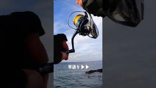 沖縄でよく釣れるあの魚...(汗)  #shorts