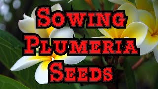 Best way to Sow Plumeria Frangipani seeds: Tips for Checking Viability and get fast germination