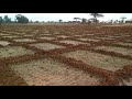 onions farming