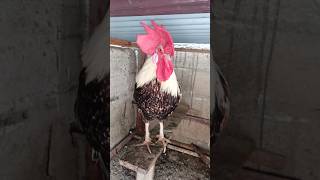 Adorable Rooster Crowing Sound Effect | Amazing Rooster Crowing Sounds 🐓 #shorts