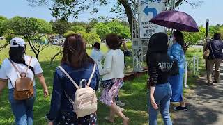 Ibaraki,Hitachi seaside park,may 4,2022